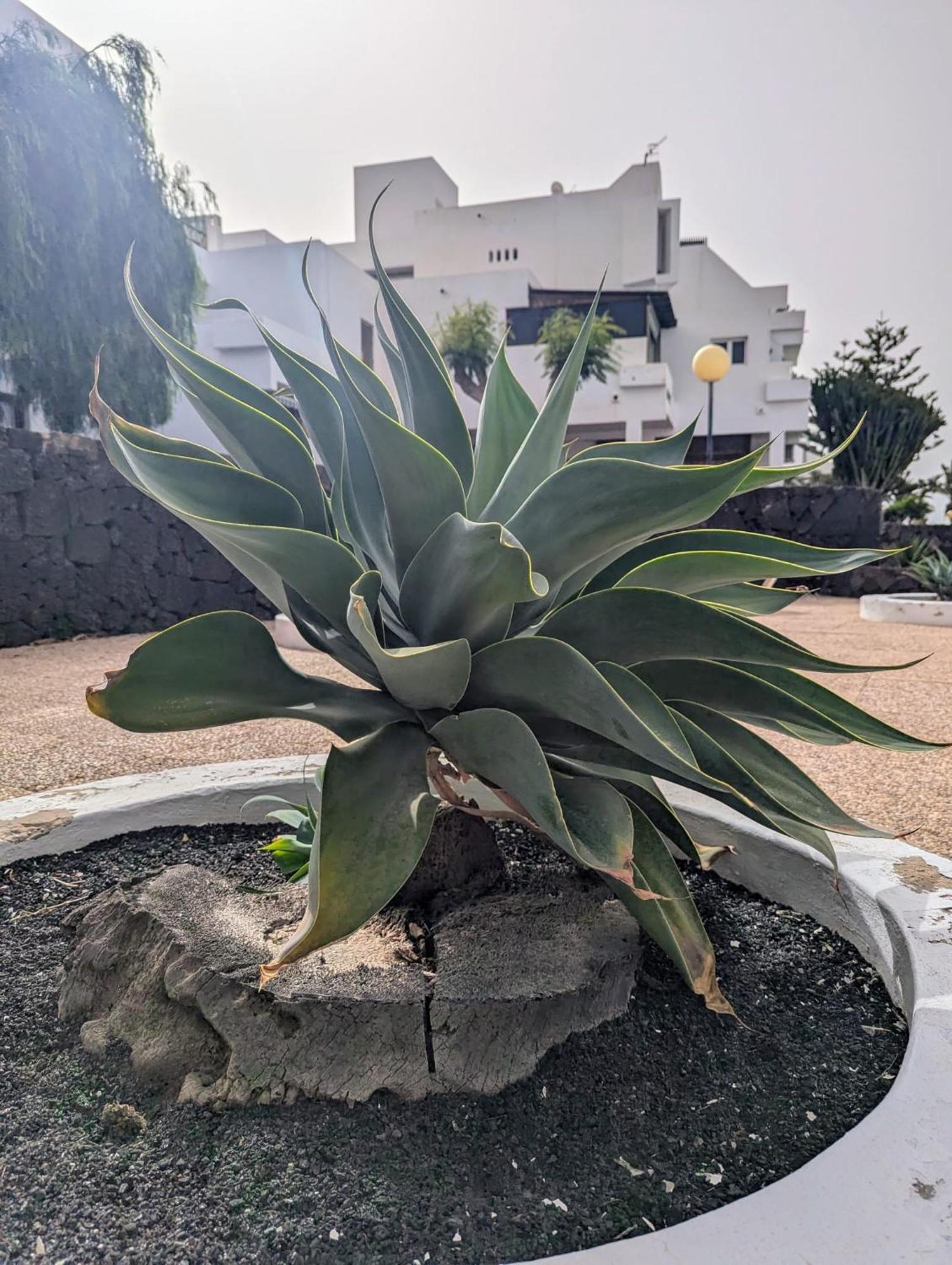 Charming Flat In Los Molinos With Terrace & Pools, Near Playa Bastian Costa Teguise Zewnętrze zdjęcie