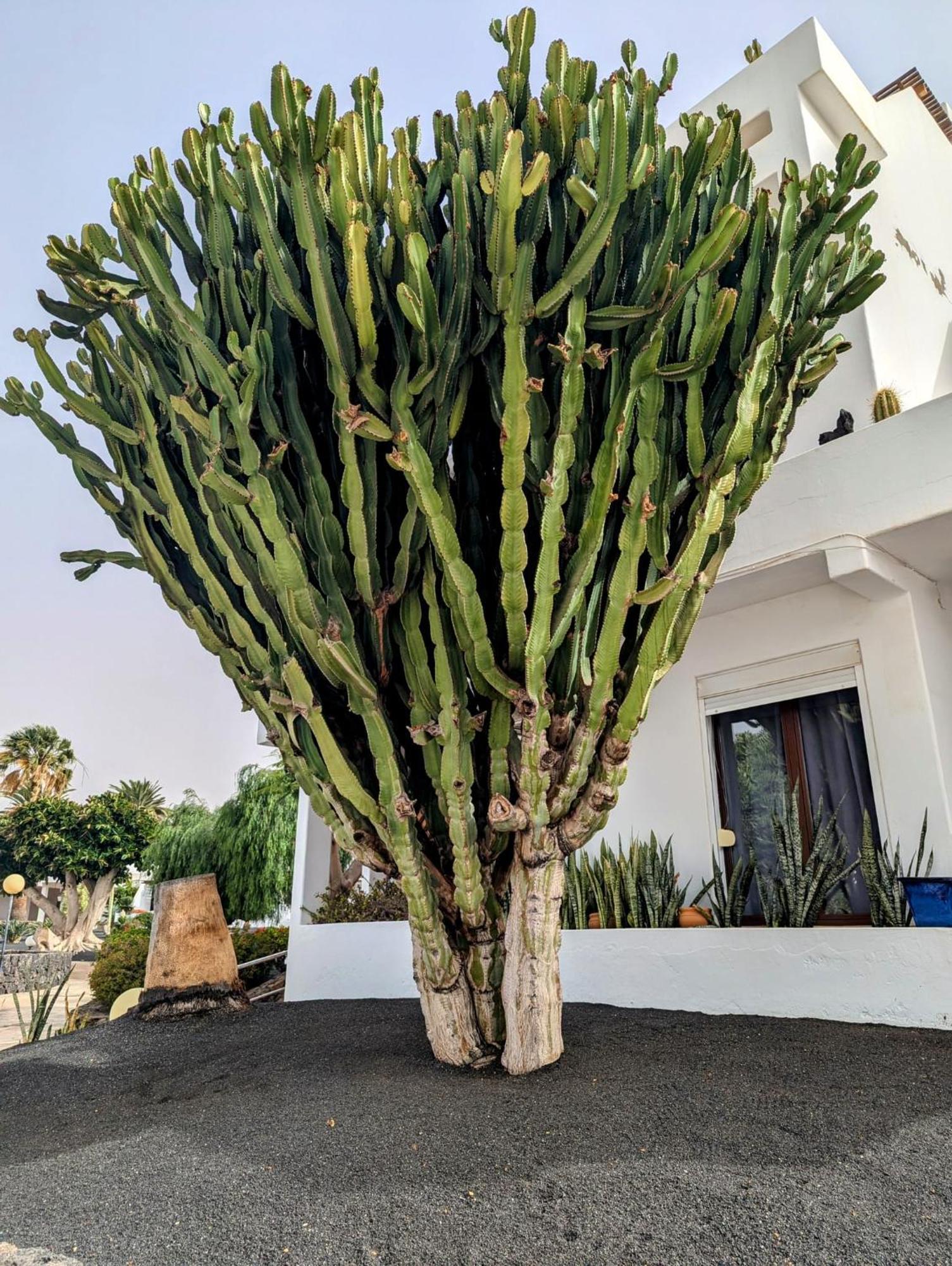 Charming Flat In Los Molinos With Terrace & Pools, Near Playa Bastian Costa Teguise Zewnętrze zdjęcie